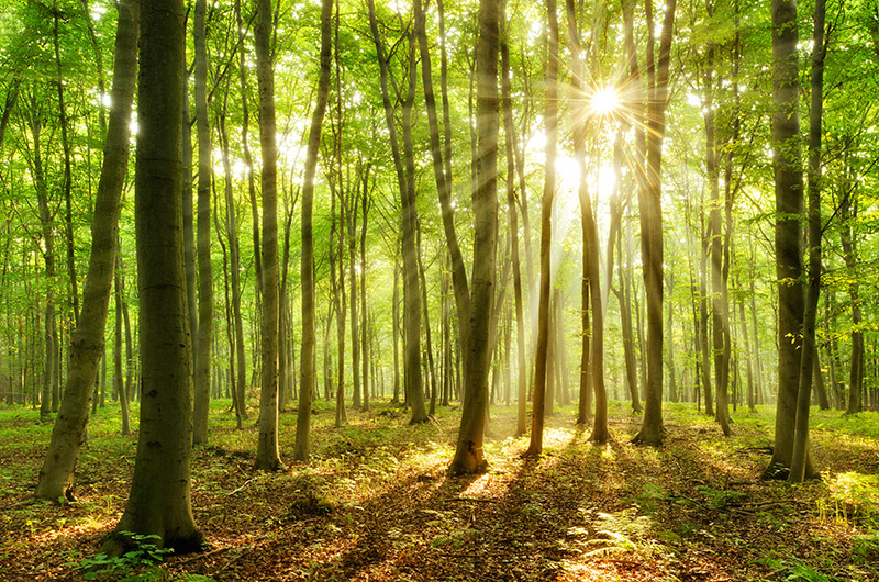 Beautiful forest in sunlight